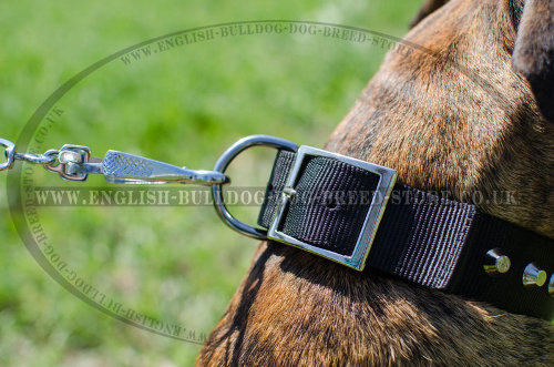 Dog Collars for Boxers UK