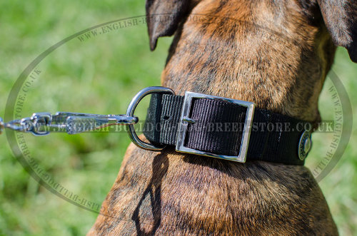 Dog Collars for Boxers UK
