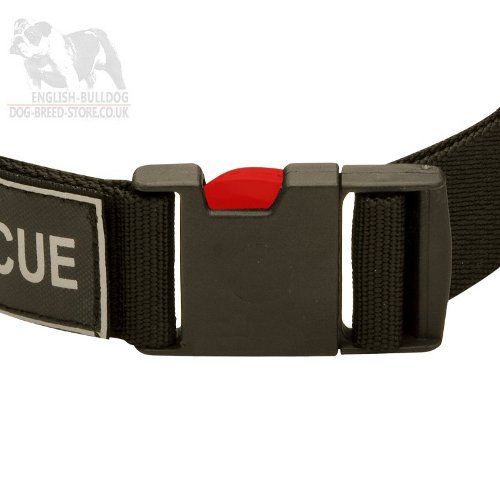 Dog Collars with a Buckle