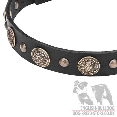 English Bulldog Collar UK