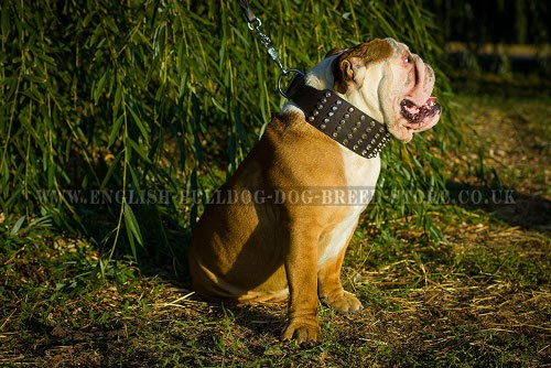 English Bulldog Leather Collar Super Wide