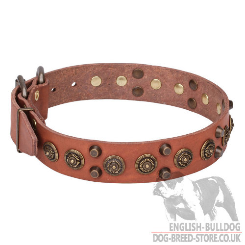 English Bulldog Collars for Sale