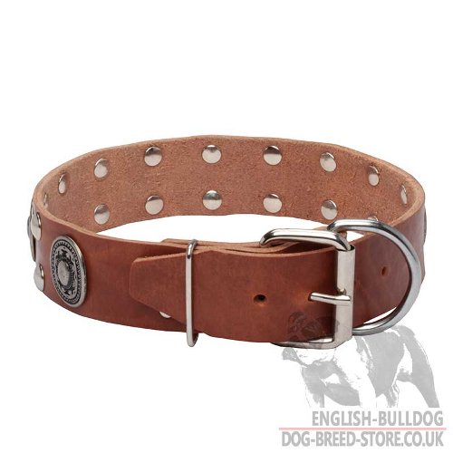 English Bulldog Collars for Sale