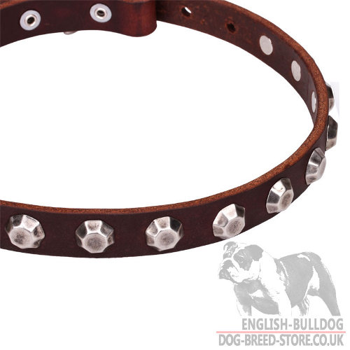 English Bulldog Collars for Sale