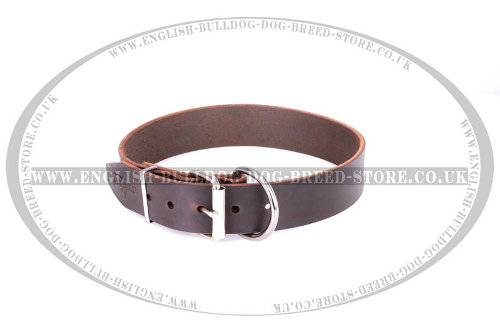 English Bulldog Collars UK