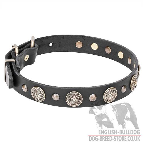 English Bulldog Dog Collar