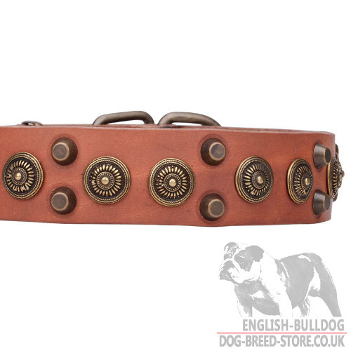 English Bulldog Dog Collars