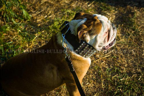 English Bulldog Collar UK Extra Wide