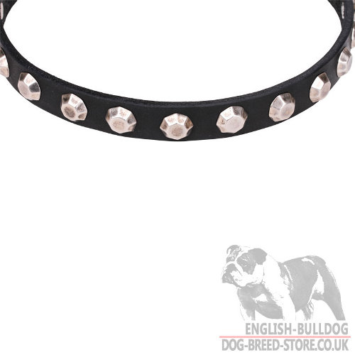 English Bulldog Puppy Collar