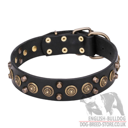 Leather Collar for English Bulldog