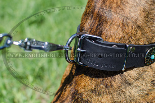 Leather Collars for Boxers