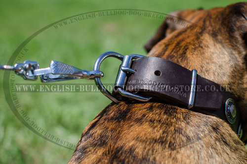 Leather Collars for Boxers