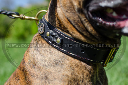 Leather Collars for Boxers