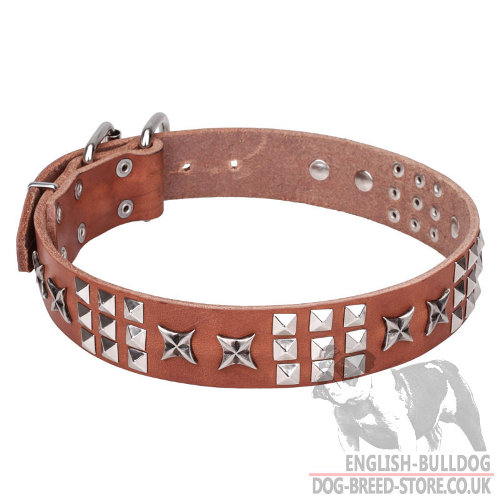 Leather Collars for English Bulldogs