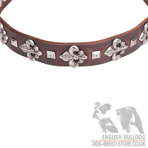 Leather Collars for English Bulldogs