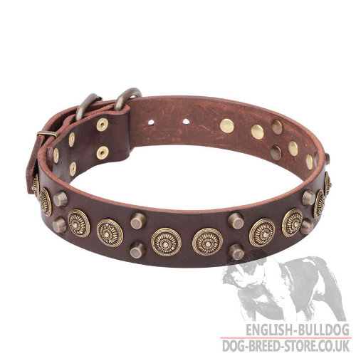 Leather Collars for English Bulldogs