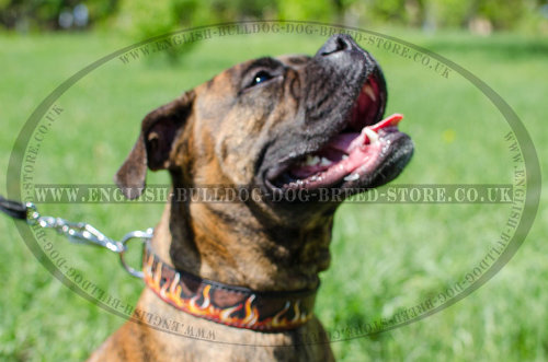 Leather Dog Collars for Boxers