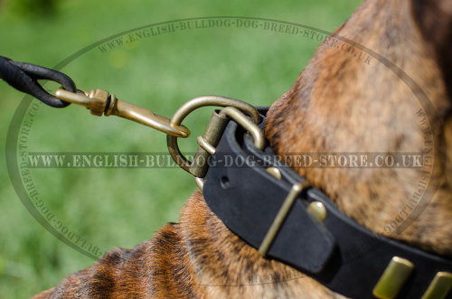 Leather Dog Collars for Boxers