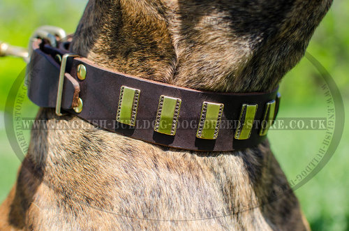 Leather Dog Collars for Boxers