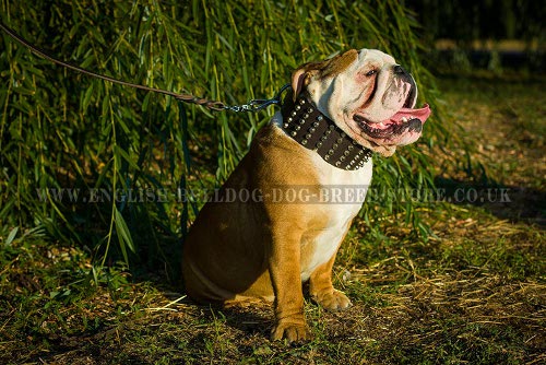 English Bulldog Collar UK Massive