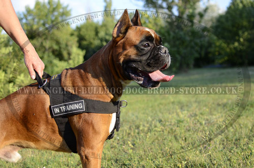 Best Boxer Dog Harness