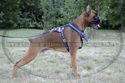 Best Walking Harness for Boxer Dog