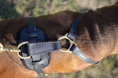 Best Walking Harness for Boxer Dog