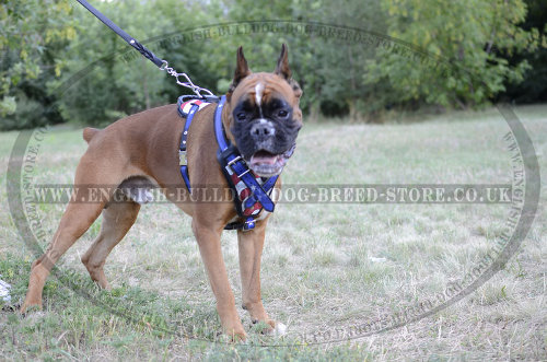 Best Walking Harness for Boxer Dog UK