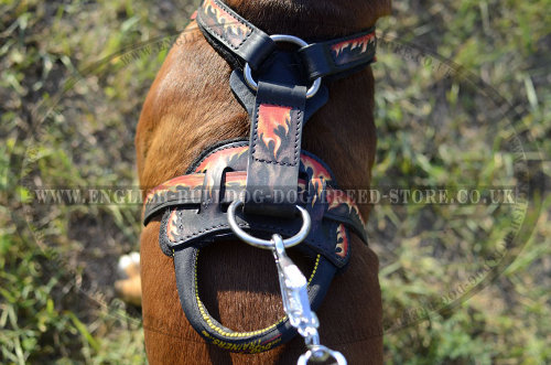 Best Walking Harness for Boxer Dog UK