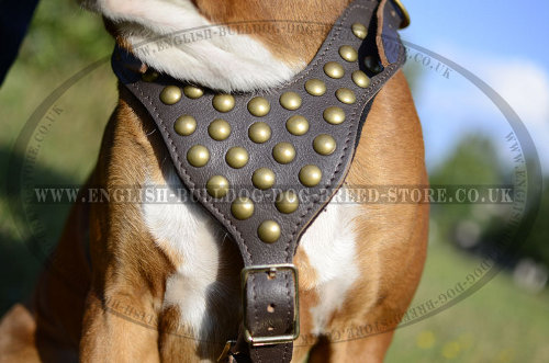 Best Walking Harness for Boxer Dog UK