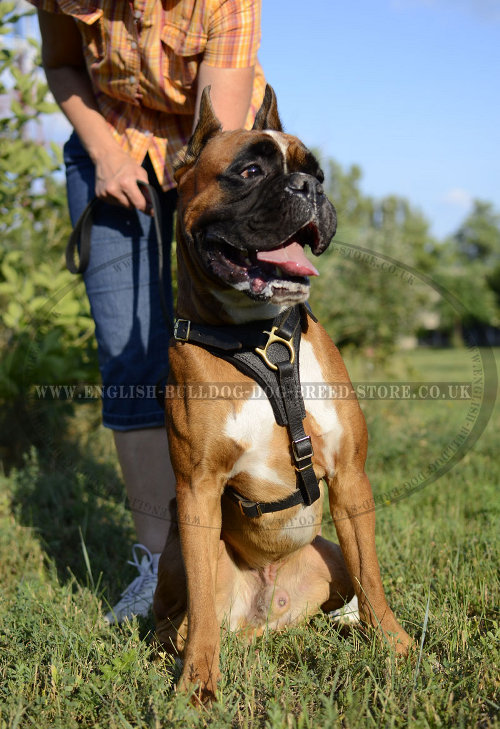 Boxer Dog Chest Harness