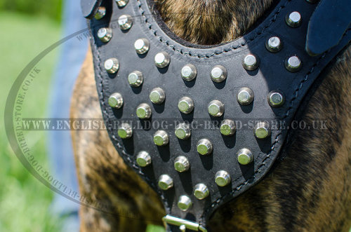 Boxer Dog Chest Harness