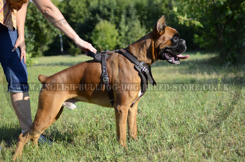 Boxer Dog Chest Harness