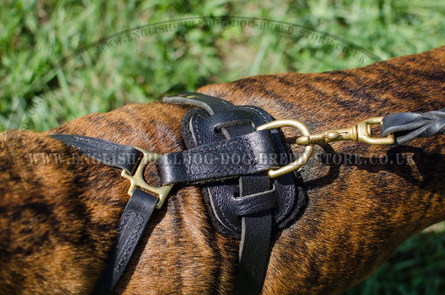 Boxer Dog Harness UK