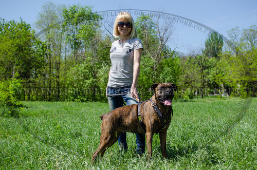 Boxer Dog Harness UK