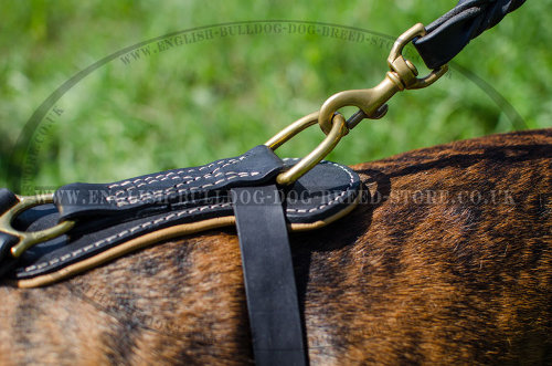 Boxer Dog Harnesses UK