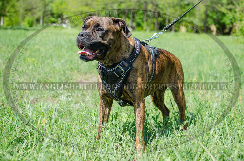 Boxer Dog Leather Harness