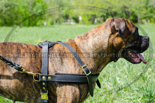 Boxer Dog Leather Harness