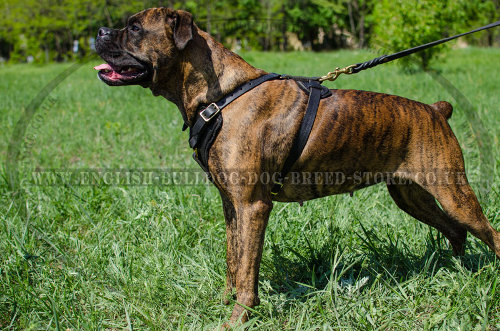 Boxer Dog Leather Harness