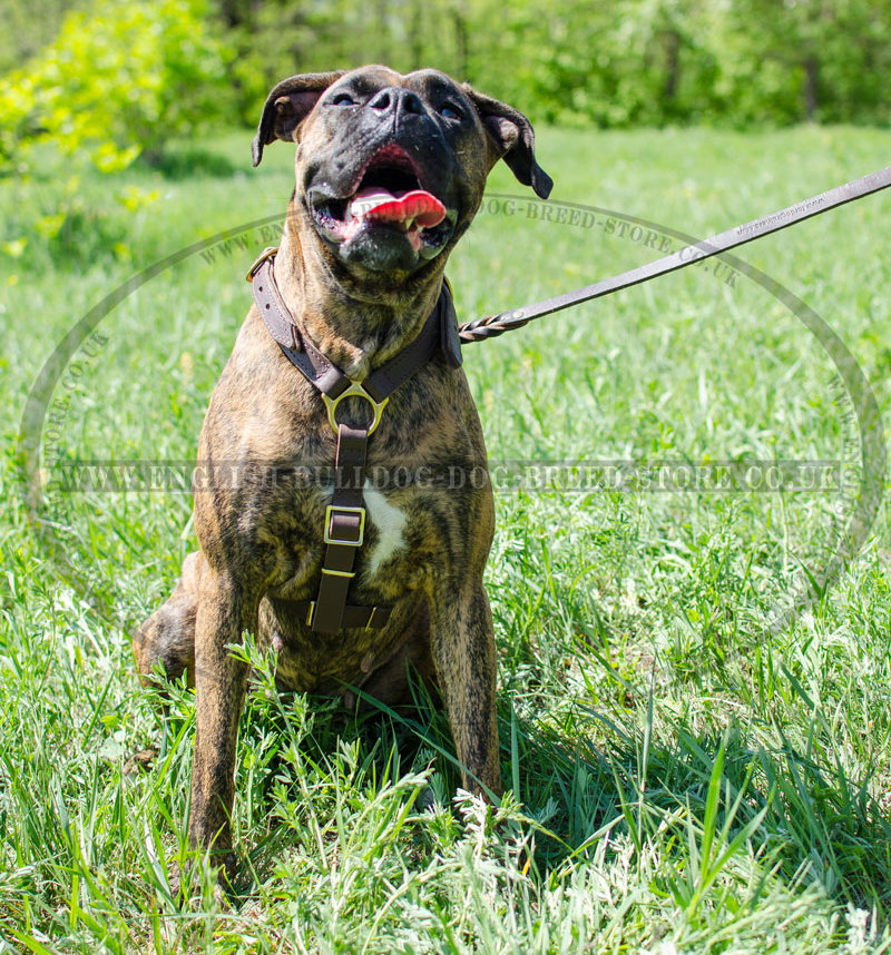 boxer dog leather harness