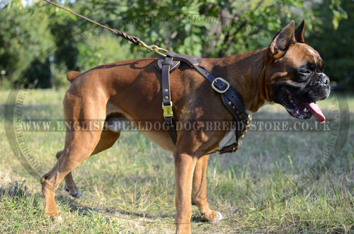 Boxer Dog Leather Harness