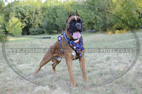 Boxer Dog Leather Harness