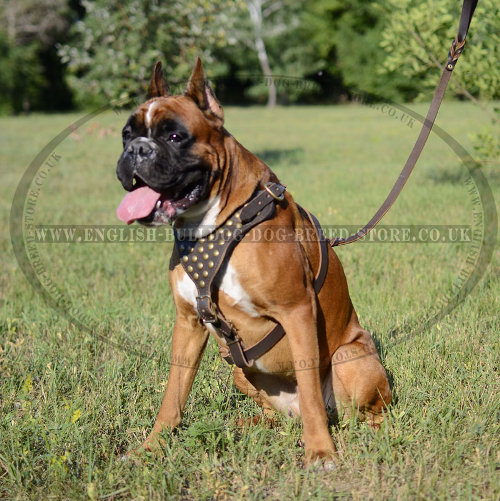 Boxer Dog Walking Harness