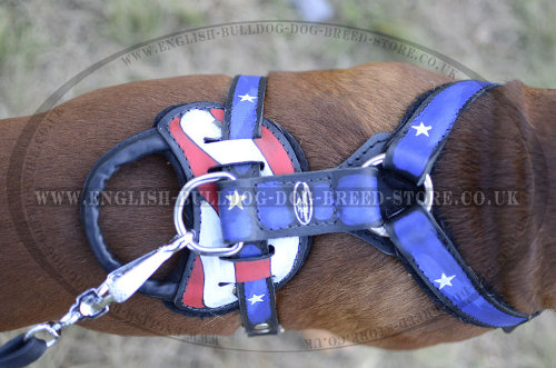 Boxer Dog Walking Harness