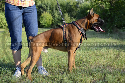 Boxer Dog Walking Harness