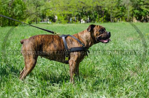 Boxer Leather Dog Harness