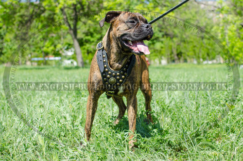 Boxer Leather Dog Harness