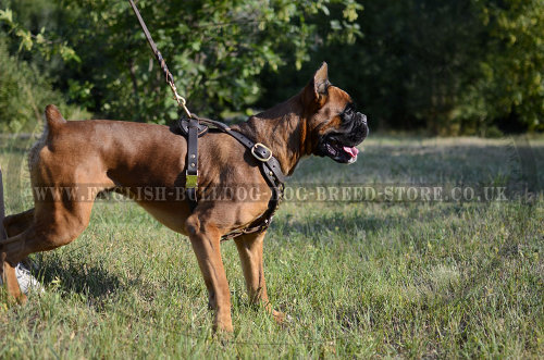 Boxer Leather Dog Harness