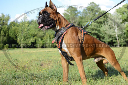 Boxer Leather Dog Harness