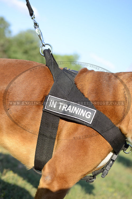 Dog Harness for a Boxer